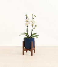 Load image into Gallery viewer, Twilight Blue stand:walnut
