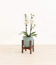 Load image into Gallery viewer, Reactive Aqua stand:walnut
