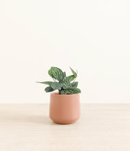 Load image into Gallery viewer, Calm Rose*****Profile
