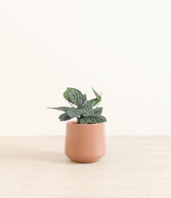 Load image into Gallery viewer, Calm Rose*****Profile
