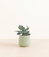 Load image into Gallery viewer, Turquoise*****Profile
