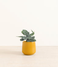 Load image into Gallery viewer, Mustard*****Profile
