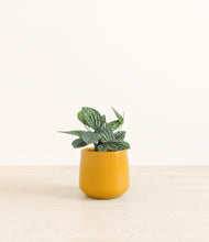 Load image into Gallery viewer, Mustard*****Profile
