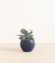 Load image into Gallery viewer, Deep Navy*****Profile
