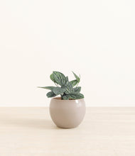 Load image into Gallery viewer, Desert Brown*****Profile
