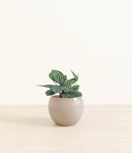 Load image into Gallery viewer, Desert Brown*****Profile
