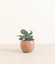 Load image into Gallery viewer, Calm Rose*****Profile
