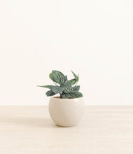 Load image into Gallery viewer, Shiny EggWhite*****Profile
