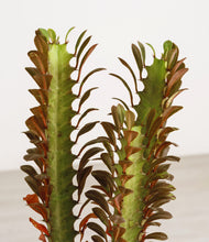 Load image into Gallery viewer, ALL
