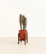 Load image into Gallery viewer, Earth Red stand:walnut

