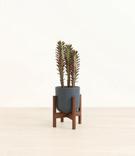 Load image into Gallery viewer, Iron Gray stand:walnut
