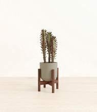 Load image into Gallery viewer, Sage Green stand:walnut
