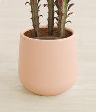 Load image into Gallery viewer, Gentle Pink stand:all
