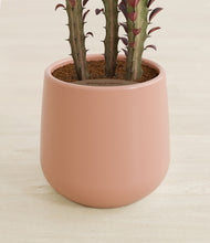 Load image into Gallery viewer, Calm Rose stand:all
