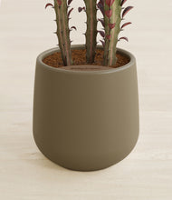 Load image into Gallery viewer, Olive stand:all
