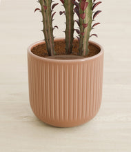 Load image into Gallery viewer, Striped Peach Pink stand:all
