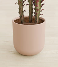 Load image into Gallery viewer, Sandy Pink stand:all
