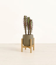 Load image into Gallery viewer, Olive stand:bamboo
