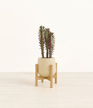 Load image into Gallery viewer, Almond Green stand:bamboo
