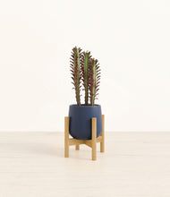Load image into Gallery viewer, Deep Navy stand:bamboo
