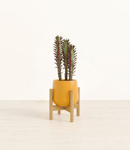 Load image into Gallery viewer, Mustard stand:bamboo
