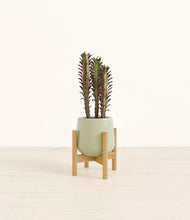 Load image into Gallery viewer, Turquoise stand:bamboo
