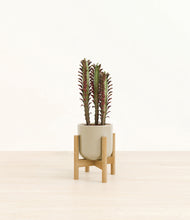 Load image into Gallery viewer, Sage Green stand:bamboo
