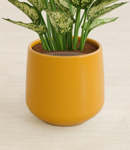 Load image into Gallery viewer, Mustard stand:all
