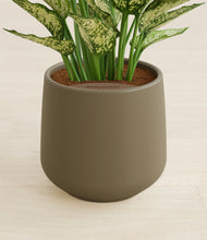 Load image into Gallery viewer, Olive stand:all
