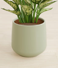 Load image into Gallery viewer, Turquoise stand:all
