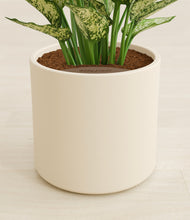 Load image into Gallery viewer, Cream stand:all
