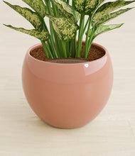 Load image into Gallery viewer, Calm Rose stand:all
