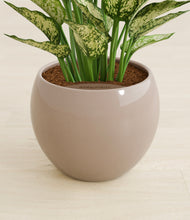 Load image into Gallery viewer, Desert Brown stand:all
