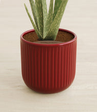 Load image into Gallery viewer, Striped Cherry Red stand:all
