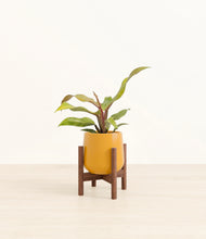 Load image into Gallery viewer, Mustard stand:walnut
