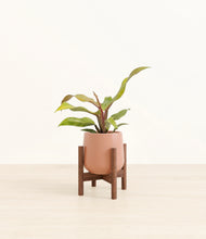 Load image into Gallery viewer, Calm Rose stand:walnut
