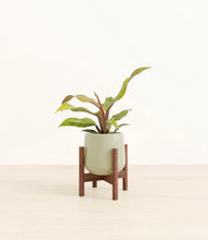 Load image into Gallery viewer, Turquoise stand:walnut
