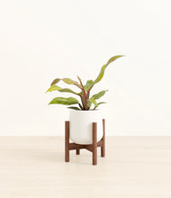 Load image into Gallery viewer, White stand:walnut
