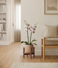 Load image into Gallery viewer, Gentle Pink stand:walnut
