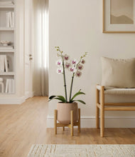 Load image into Gallery viewer, Gentle Pink stand:bamboo
