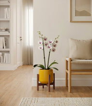 Load image into Gallery viewer, Mustard stand:walnut
