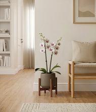 Load image into Gallery viewer, Olive stand:walnut
