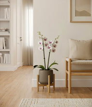 Load image into Gallery viewer, Olive stand:bamboo
