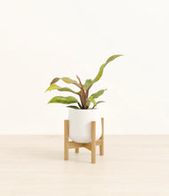 Load image into Gallery viewer, White stand:bamboo
