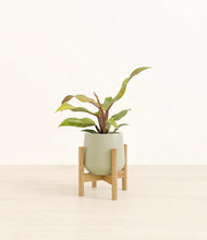 Load image into Gallery viewer, Turquoise stand:bamboo
