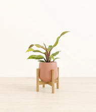 Load image into Gallery viewer, Calm Rose stand:bamboo
