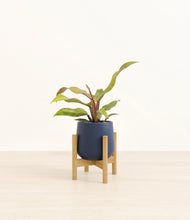 Load image into Gallery viewer, Deep Navy stand:bamboo
