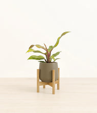 Load image into Gallery viewer, Olive stand:bamboo
