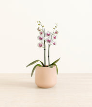 Load image into Gallery viewer, Gentle Pink*****Profile

