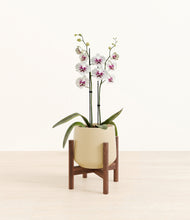 Load image into Gallery viewer, Almond Green stand:walnut
